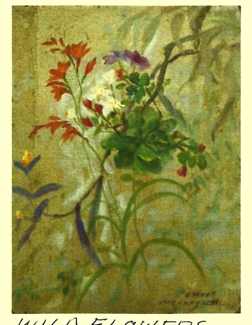 Wild Flowers