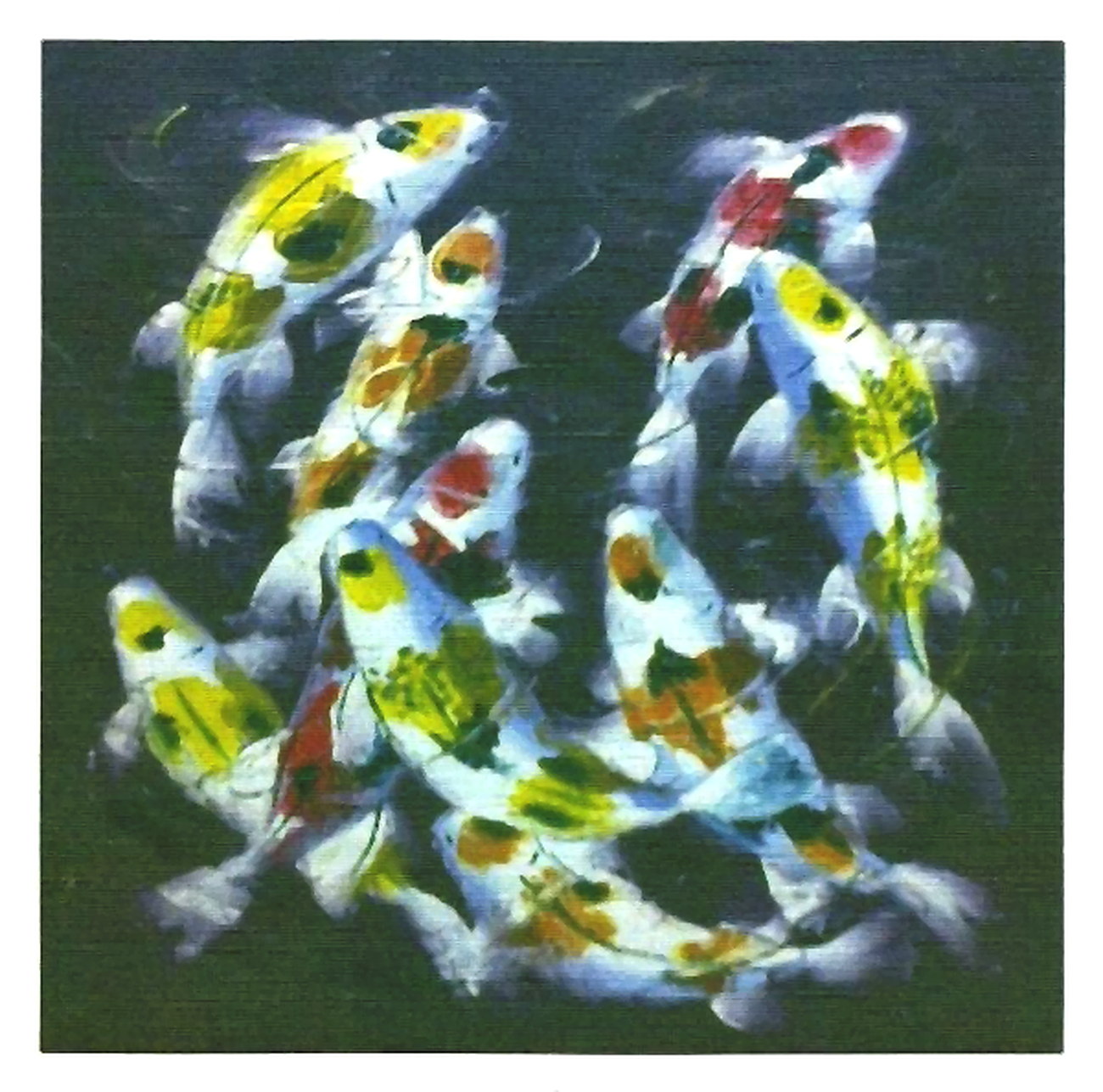 Koi Carps