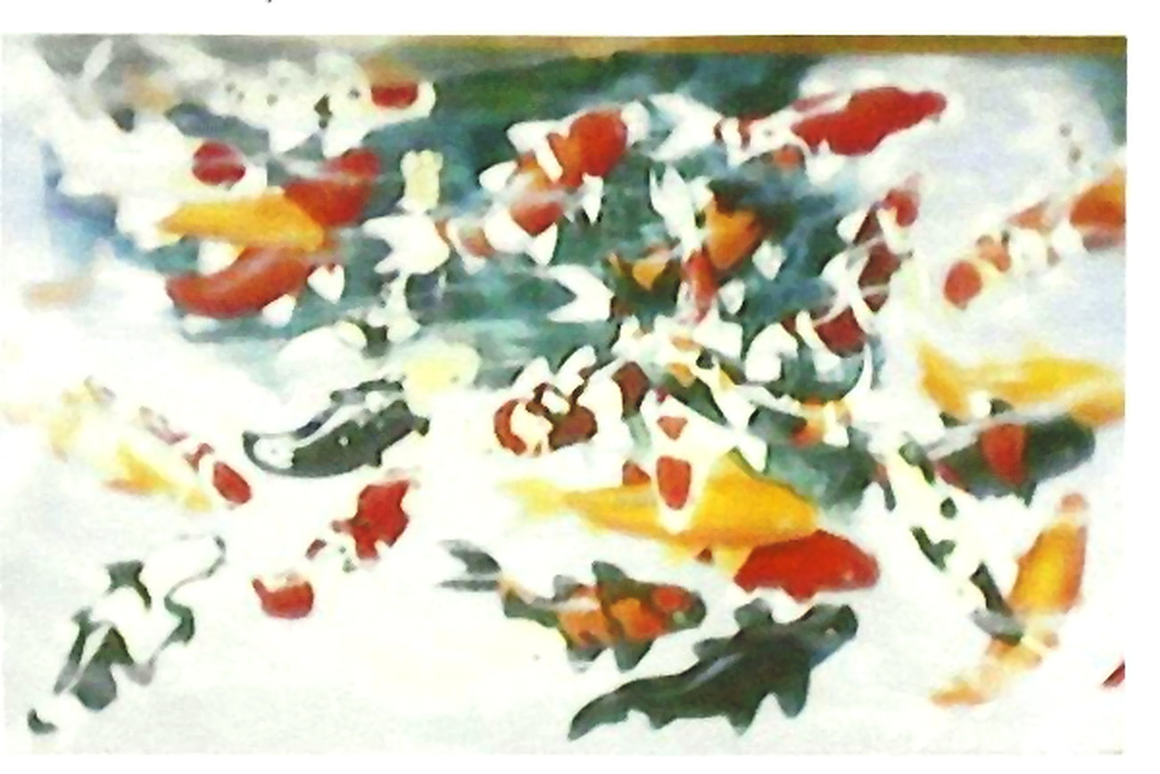 Koi